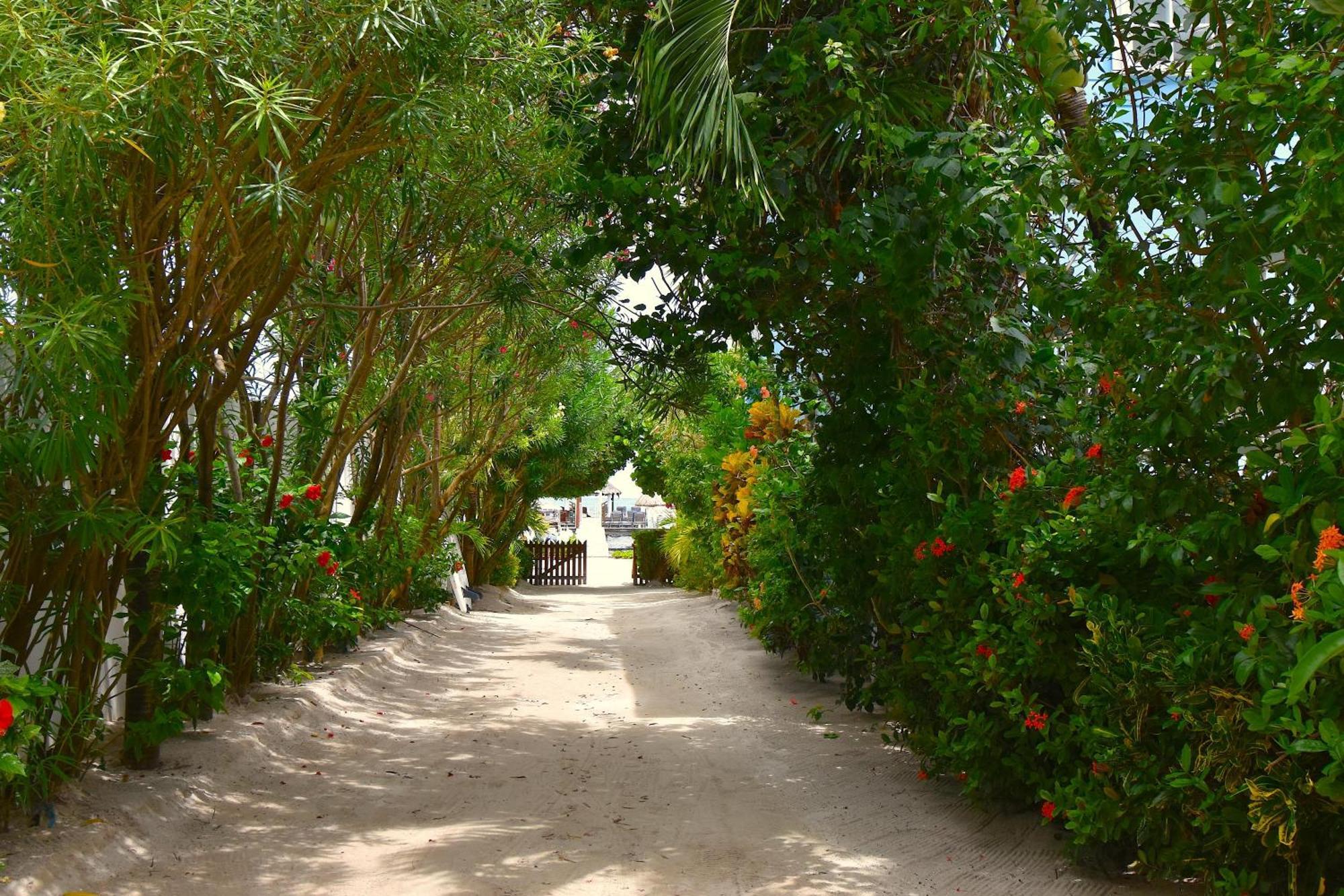 Palmetto Garden Cottage Caye Caulker Exteriör bild